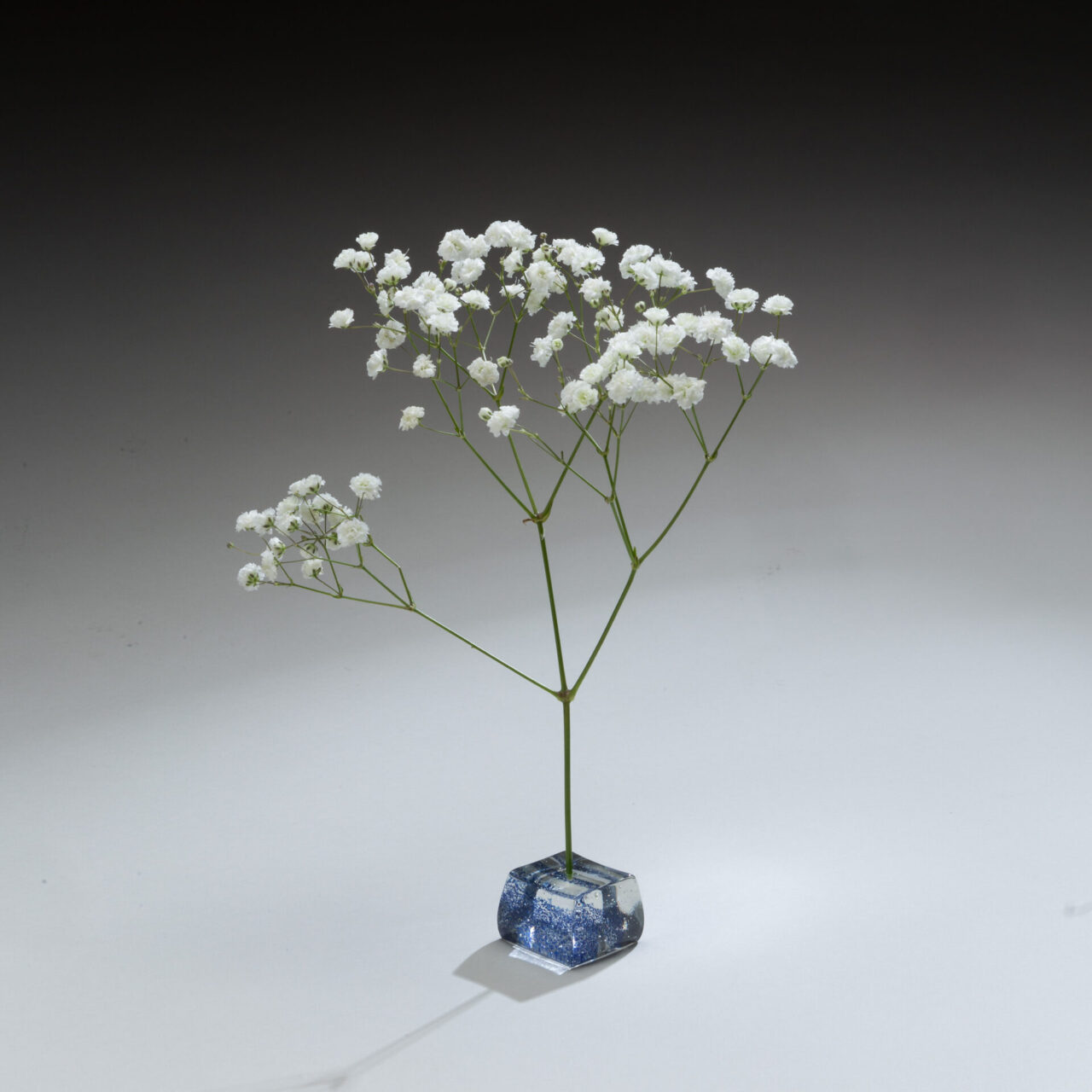 small white flowers in a blue and clear glass cube vase